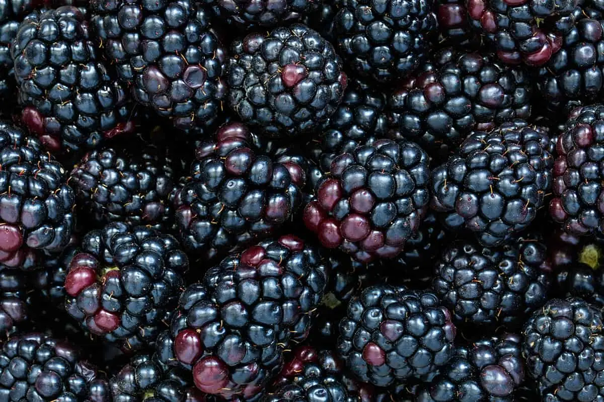 Premium Blackberries - BB Fruto 21