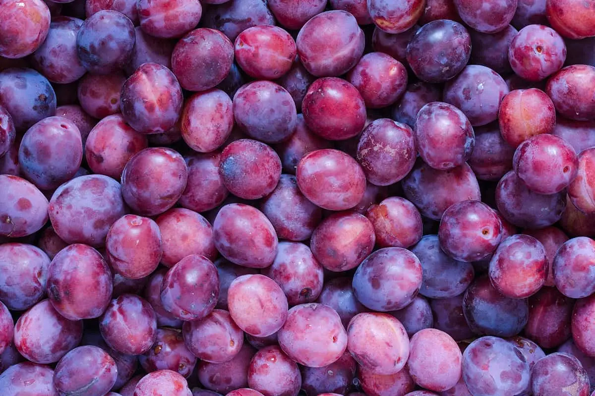 Premium Plums - BB Fruto 21