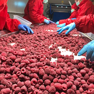 Fruit production - BB Fruto 21