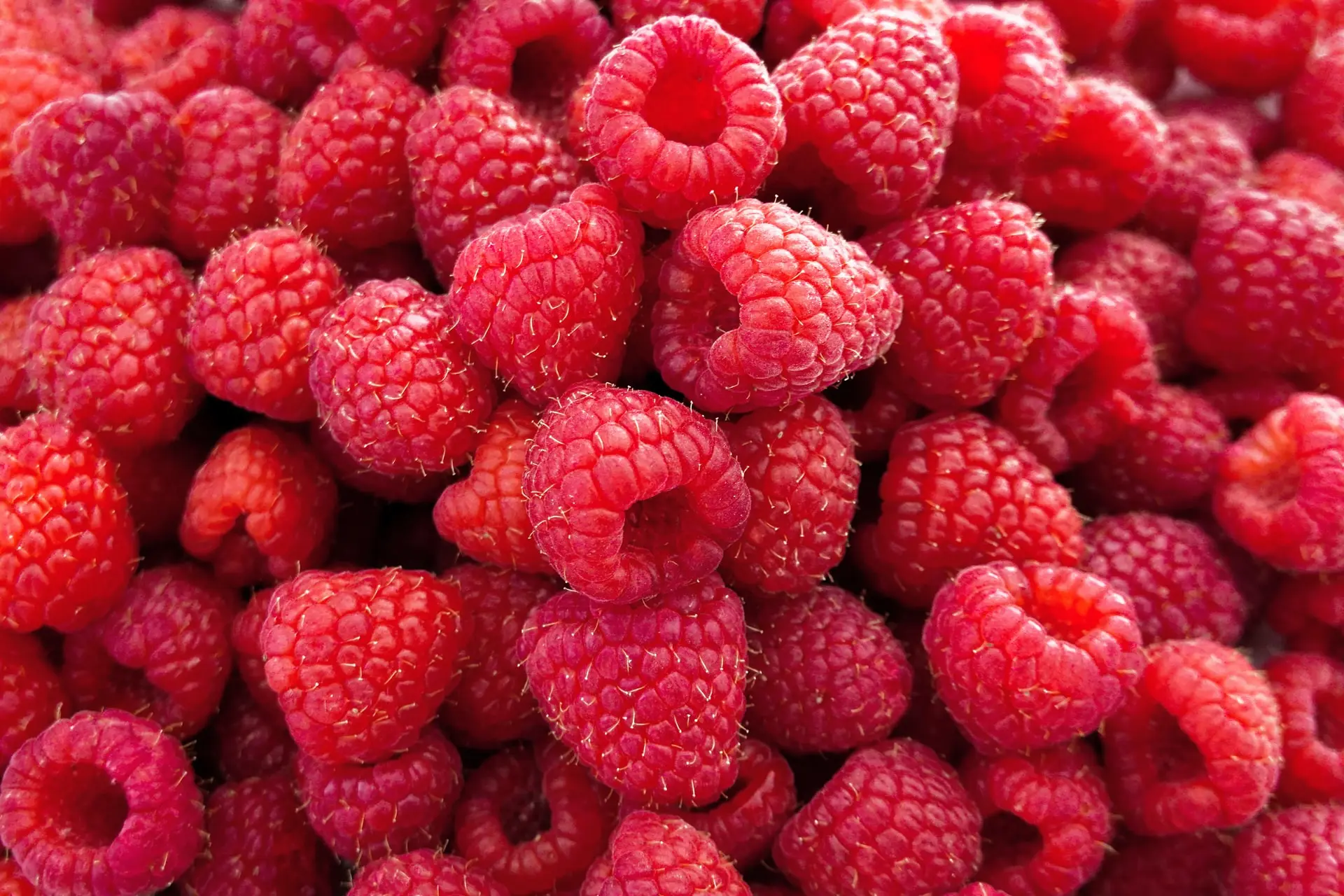 Premium Raspberries - BB Fruto 21
