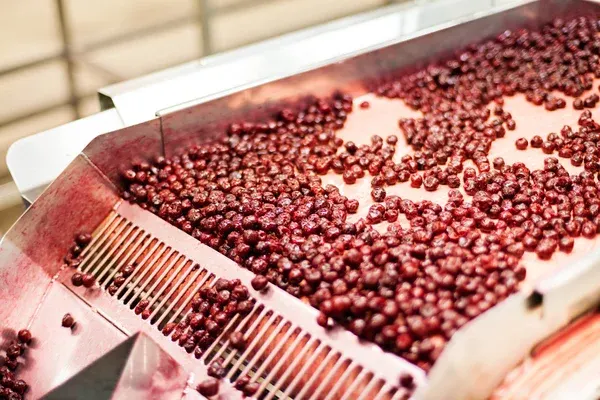Sour cherry processing facility - BB Fruto 21